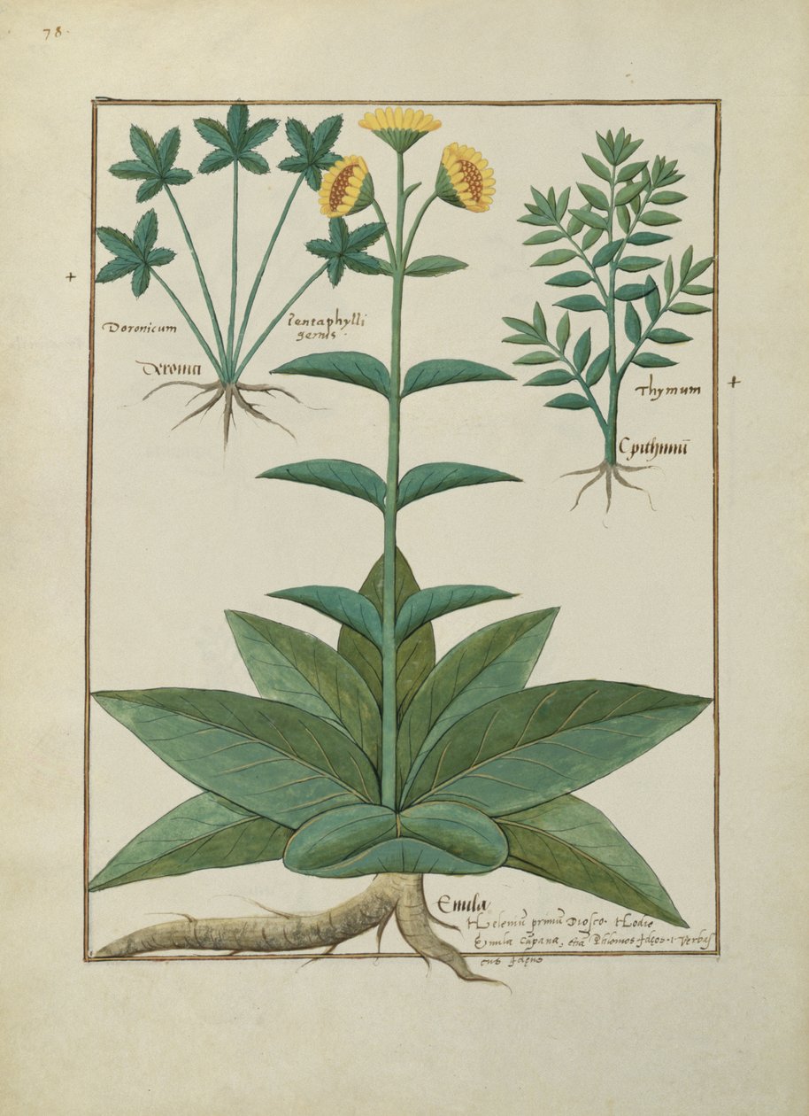 Fru Fr. Fv VI #1 fol.150v Illustration fra Book of Simple Medicines af Mattheaus Platearius (d.c.1161) c.1470 af Robinet Testard