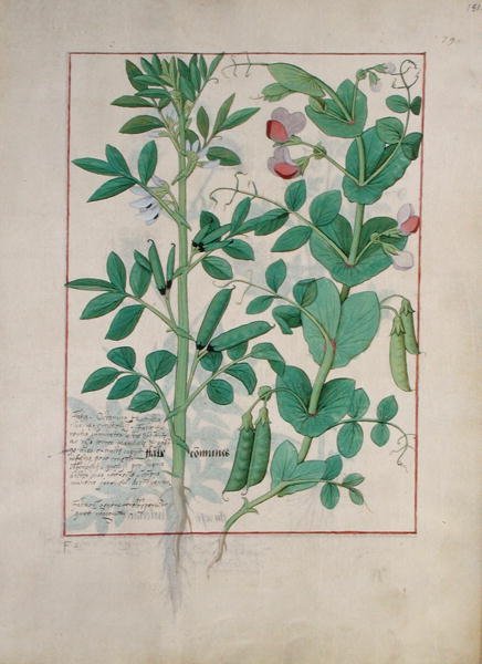 Fru Fr. Fv VI #1 fol.151r Illustration fra Book of Simple Medicines af Mattheaus Platearius (d.c.1161) c.1470 af Robinet Testard