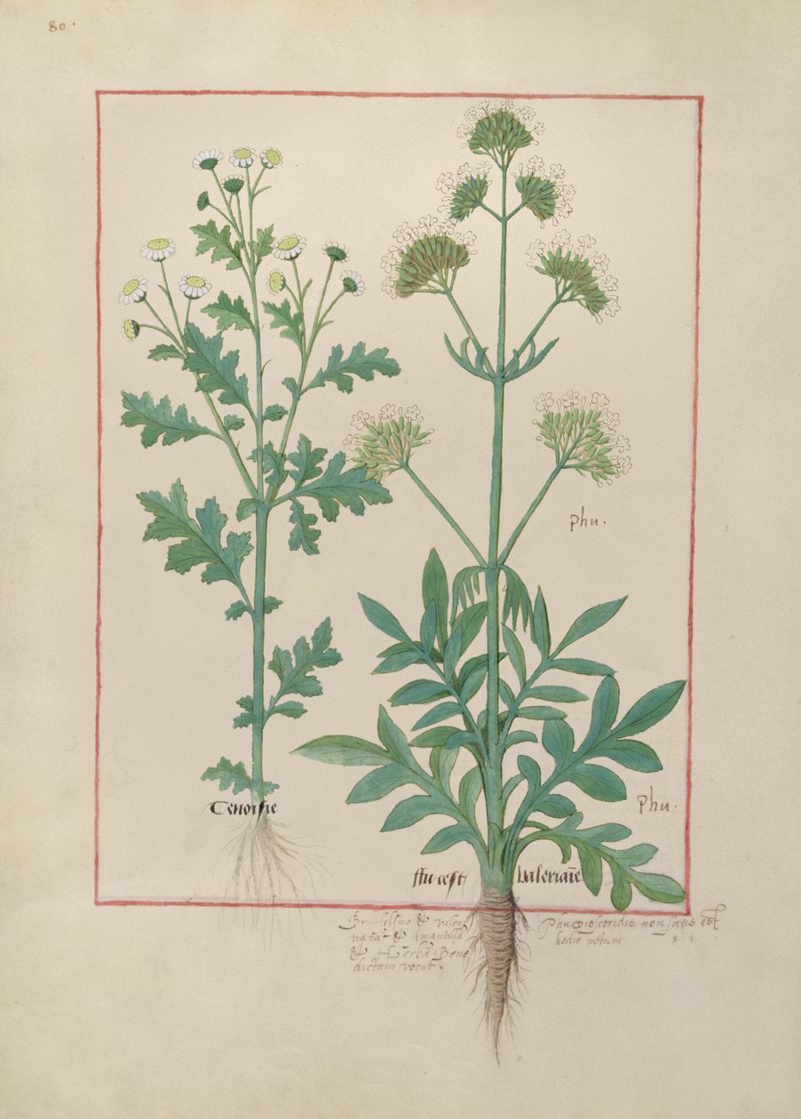 Fru Fr. Fv VI #1 fol.151v Illustration fra Book of Simple Medicines af Mattheaus Platearius (d.c.1161) c.1470 af Robinet Testard