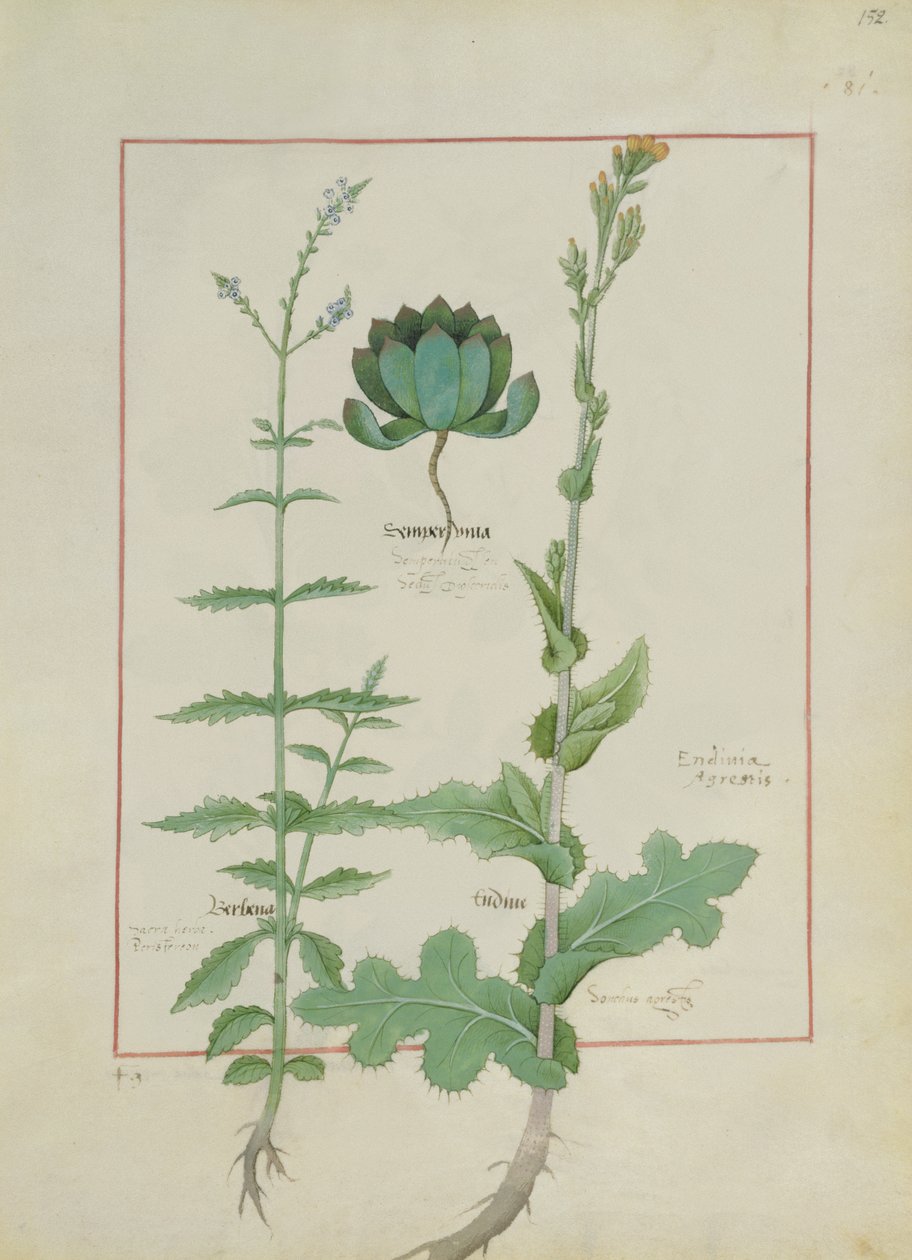 Fru Fr. Fv VI #1 fol.152r Illustration fra Book of Simple Medicines af Mattheaus Platearius (d.c.1161) c.1470 af Robinet Testard