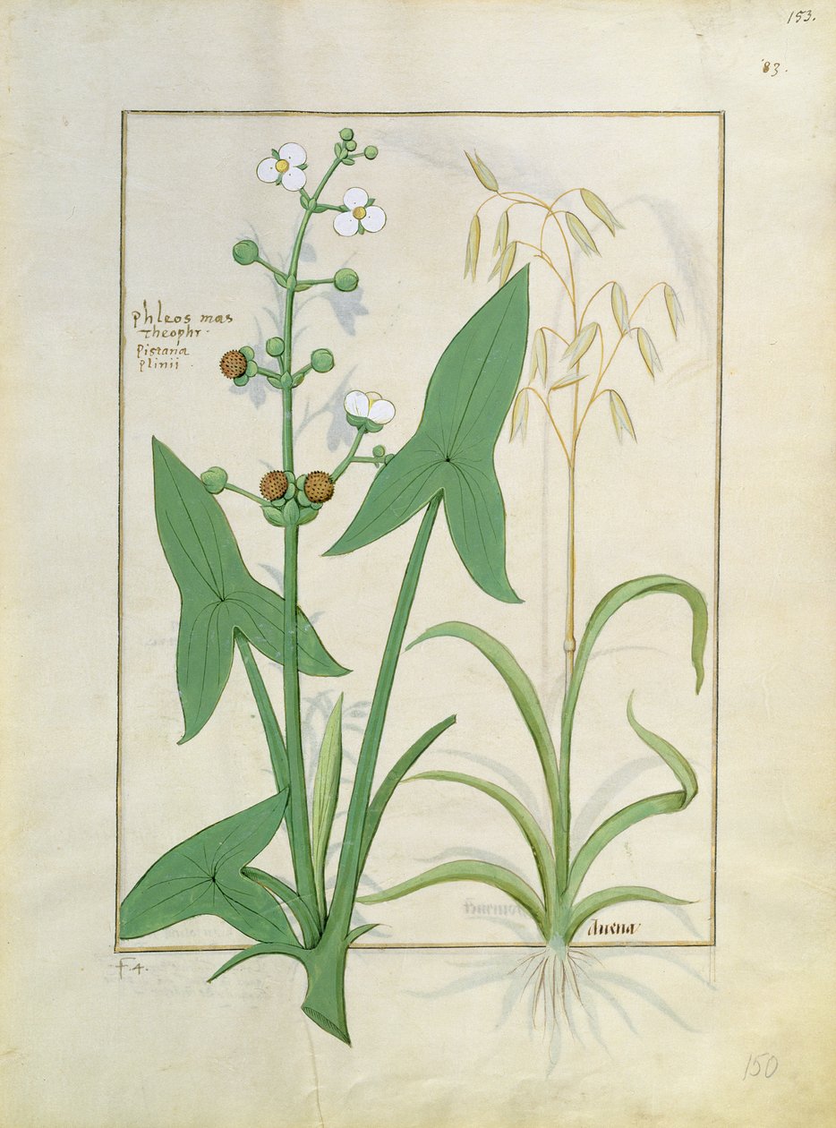 Illustration fra Book of Simple Medicines af Mattheaus Platearius 153r af Robinet Testard