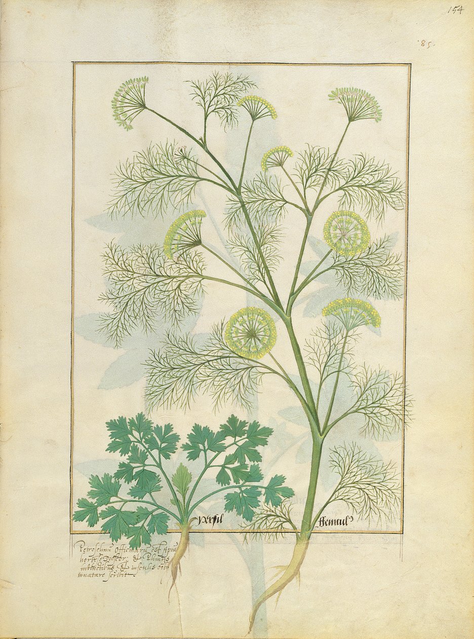Persille og fennikel, Illustration fra Book of Simple Medicines af Matthaeus Platearius 154r af Robinet Testard