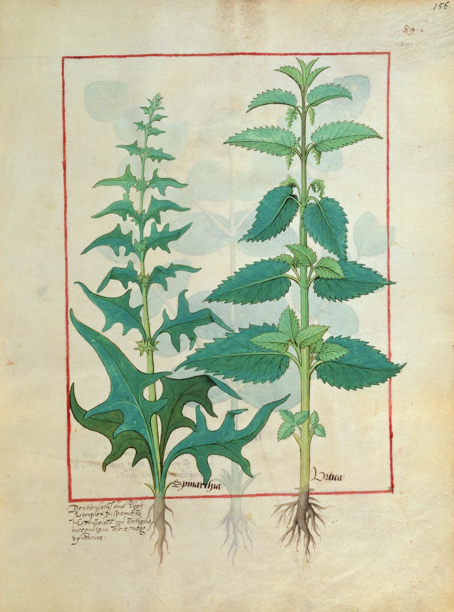 Urticaceae (Nældefamilien) Illustration fra Book of Simple Medicines af Mattheaus Platearius 156 af Robinet Testard