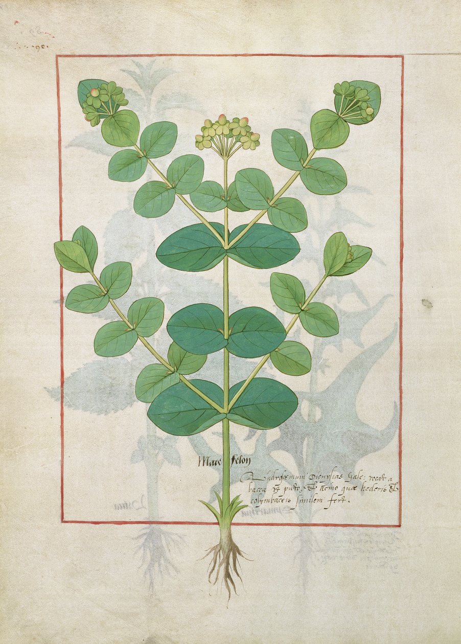 Blomst, Illustration fra Book of Simple Medicines af Mattheaus Platearius 156 af Robinet Testard