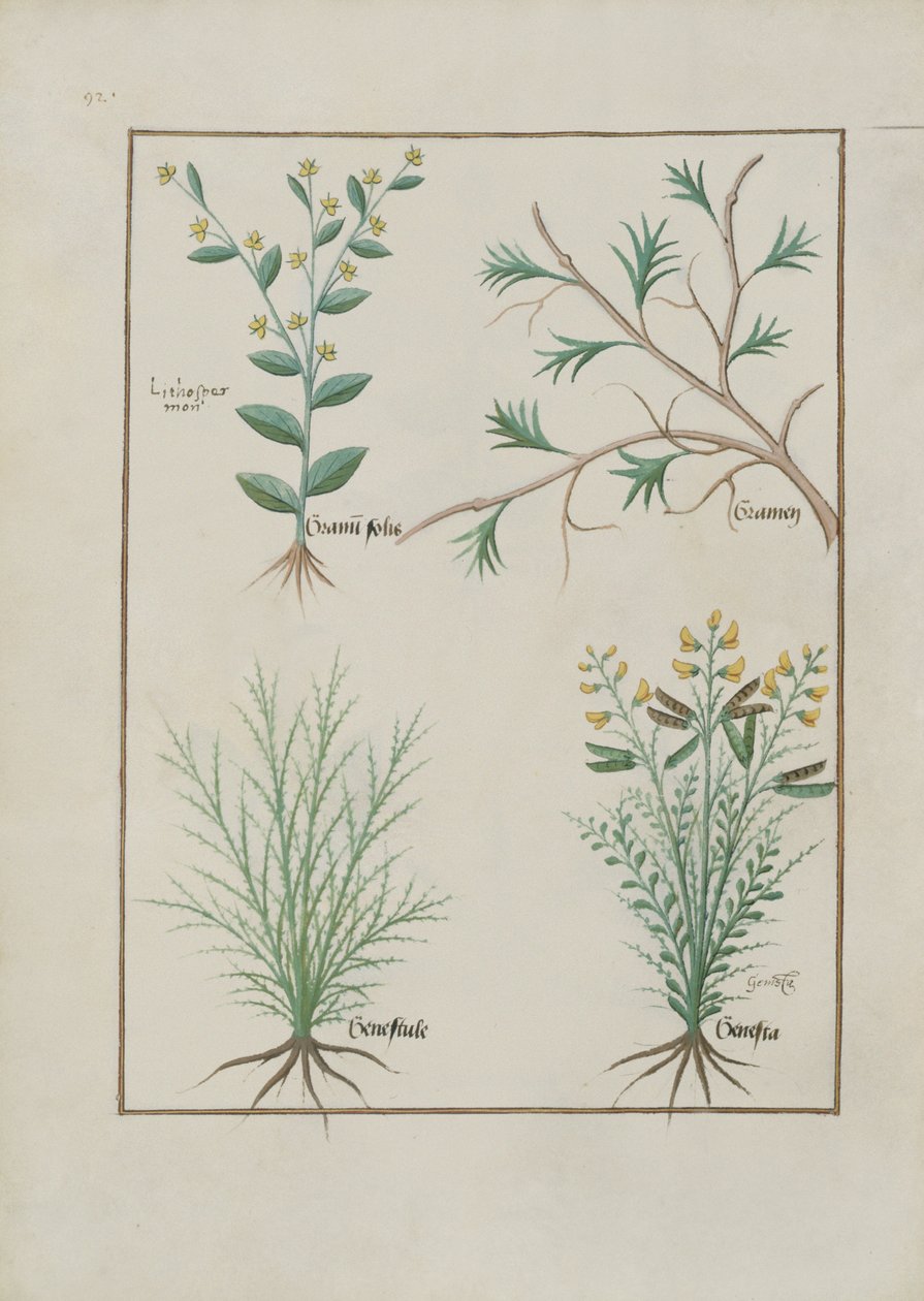 Fru Fr. Fv VI #1 fol.157v Illustration fra Book of Simple Medicines af Mattheaus Platearius (d.c.1161) c.1470 af Robinet Testard