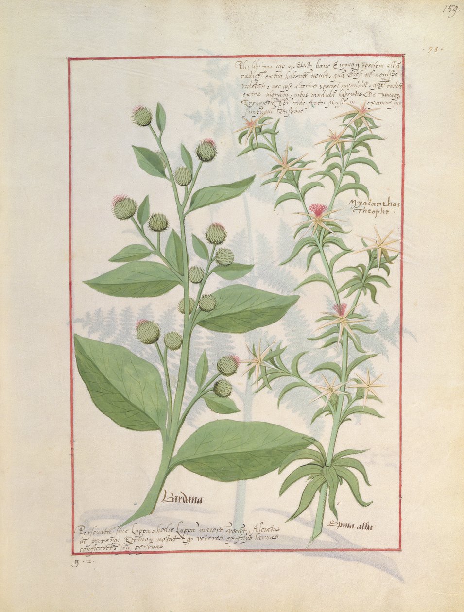 Illustration fra Book of Simple Medicines af Mattheaus Platearius 159 af Robinet Testard