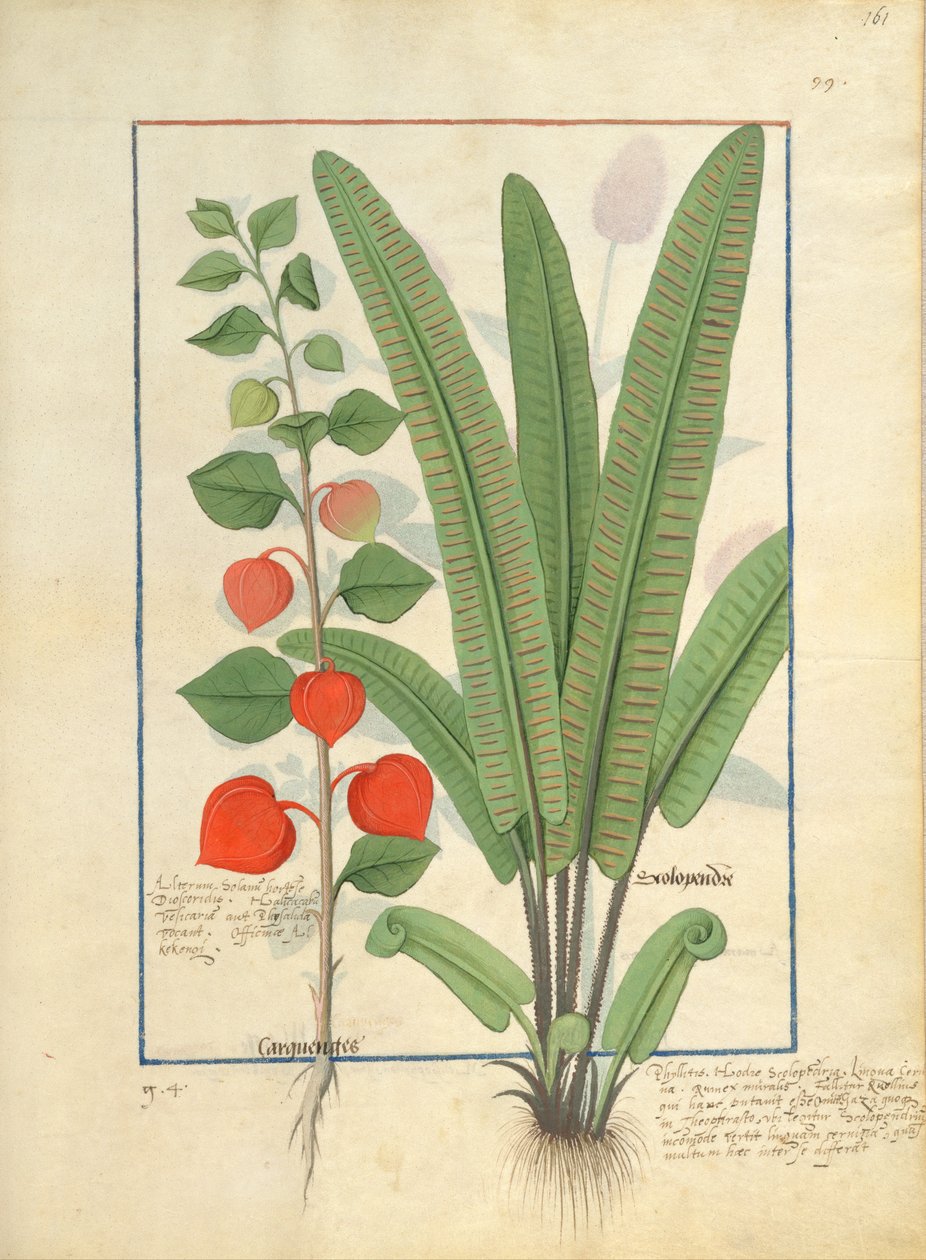 Physalis (til venstre) Illustration fra Mattheaus Platearius Platearius 161r