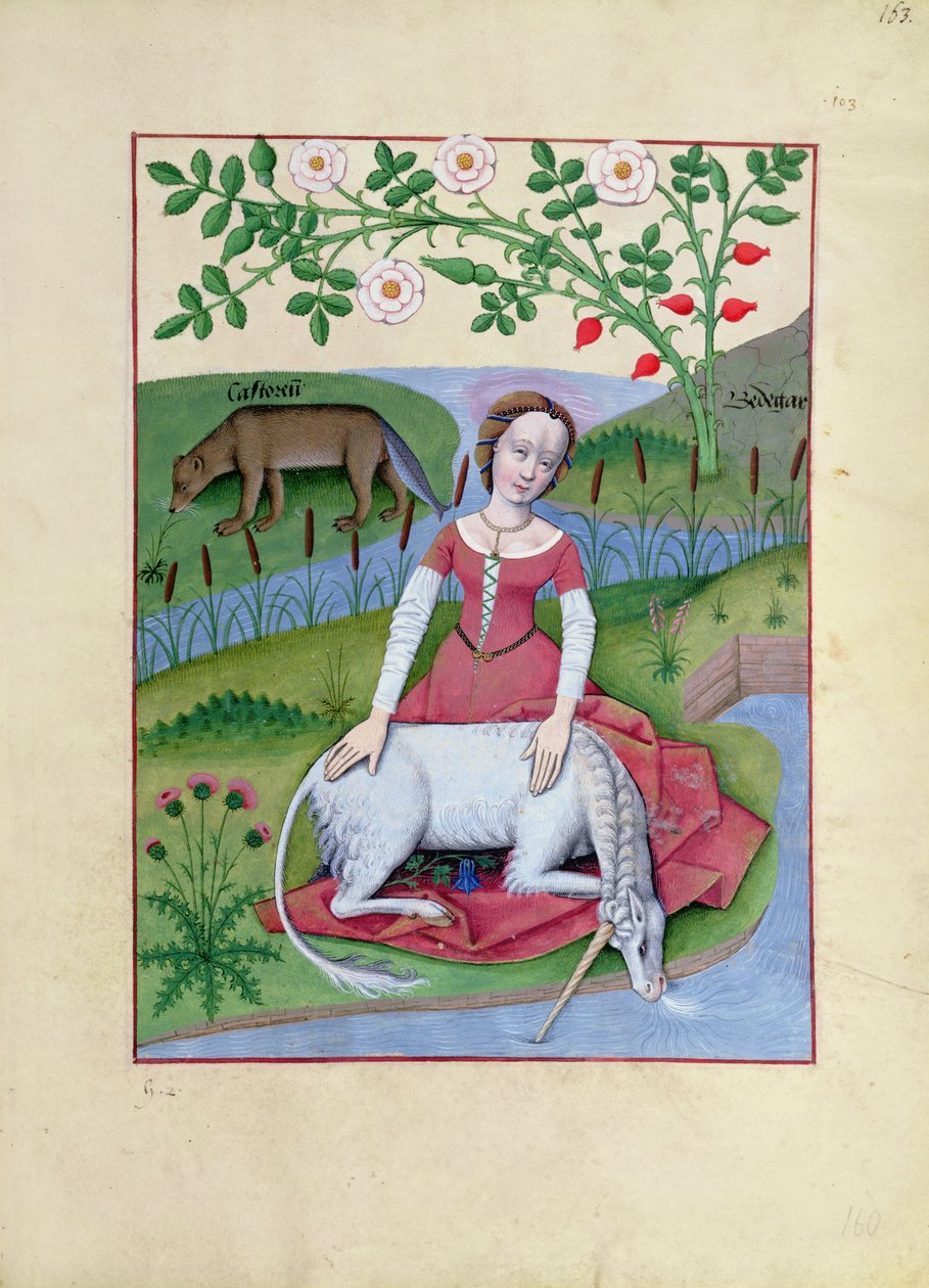 Fru Fr. Fv VI fol.163r Illustration fra bogen om simple lægemidler af Mattheaus Platearius af Robinet Testard