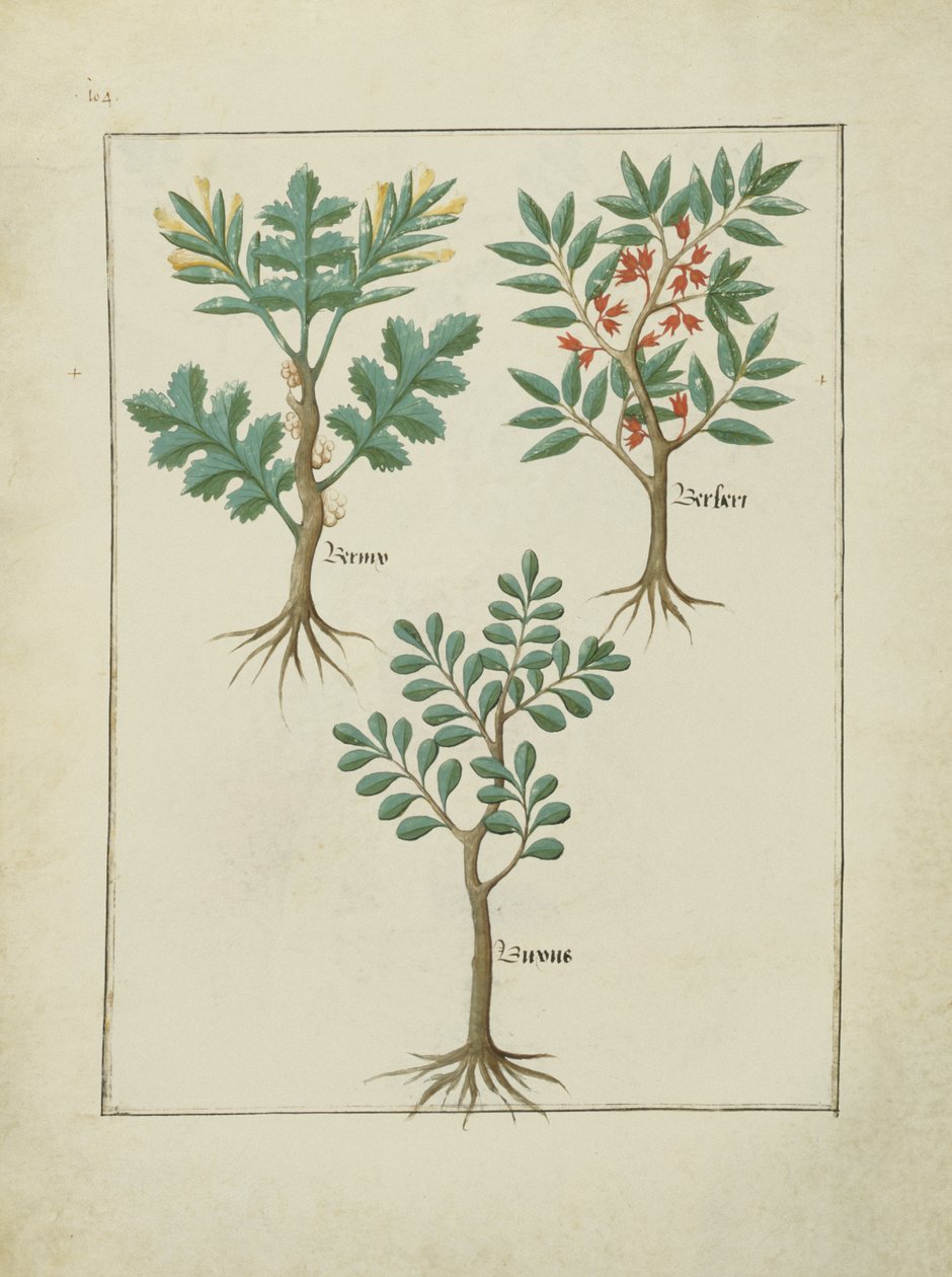 Fru Fr. Fv VI #1 fol.163v Illustration fra Book of Simple Medicines af Mattheaus Platearius (d.c.1161) c.1470 af Robinet Testard