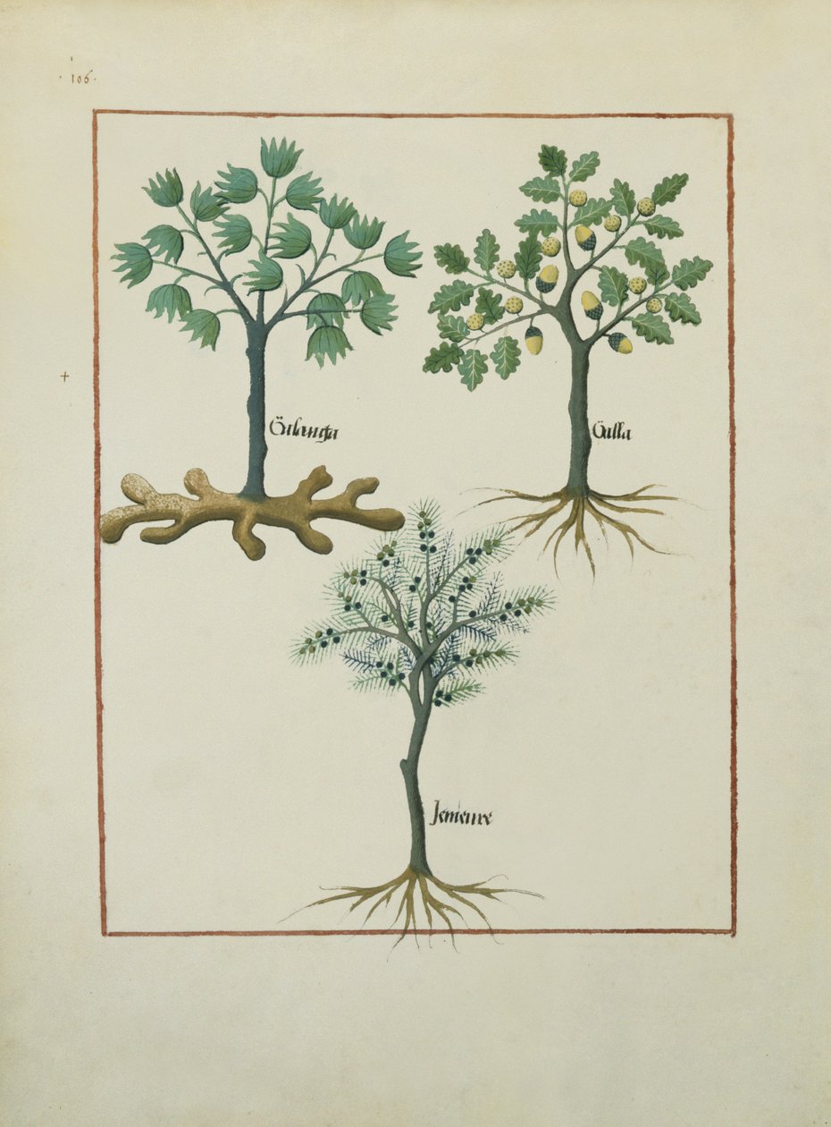 Fru Fr. Fv VI #1 fol.164v Illustration fra Book of Simple Medicines af Mattheaus Platearius (d.c.1161) c.1470 af Robinet Testard