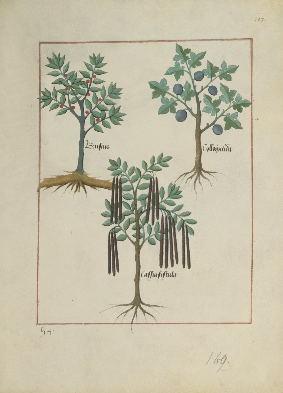 Fru Fr. Fv VI #1 fol.165r Illustration fra Book of Simple Medicines af Mattheaus Platearius (d.c.1161) c.1470 af Robinet Testard