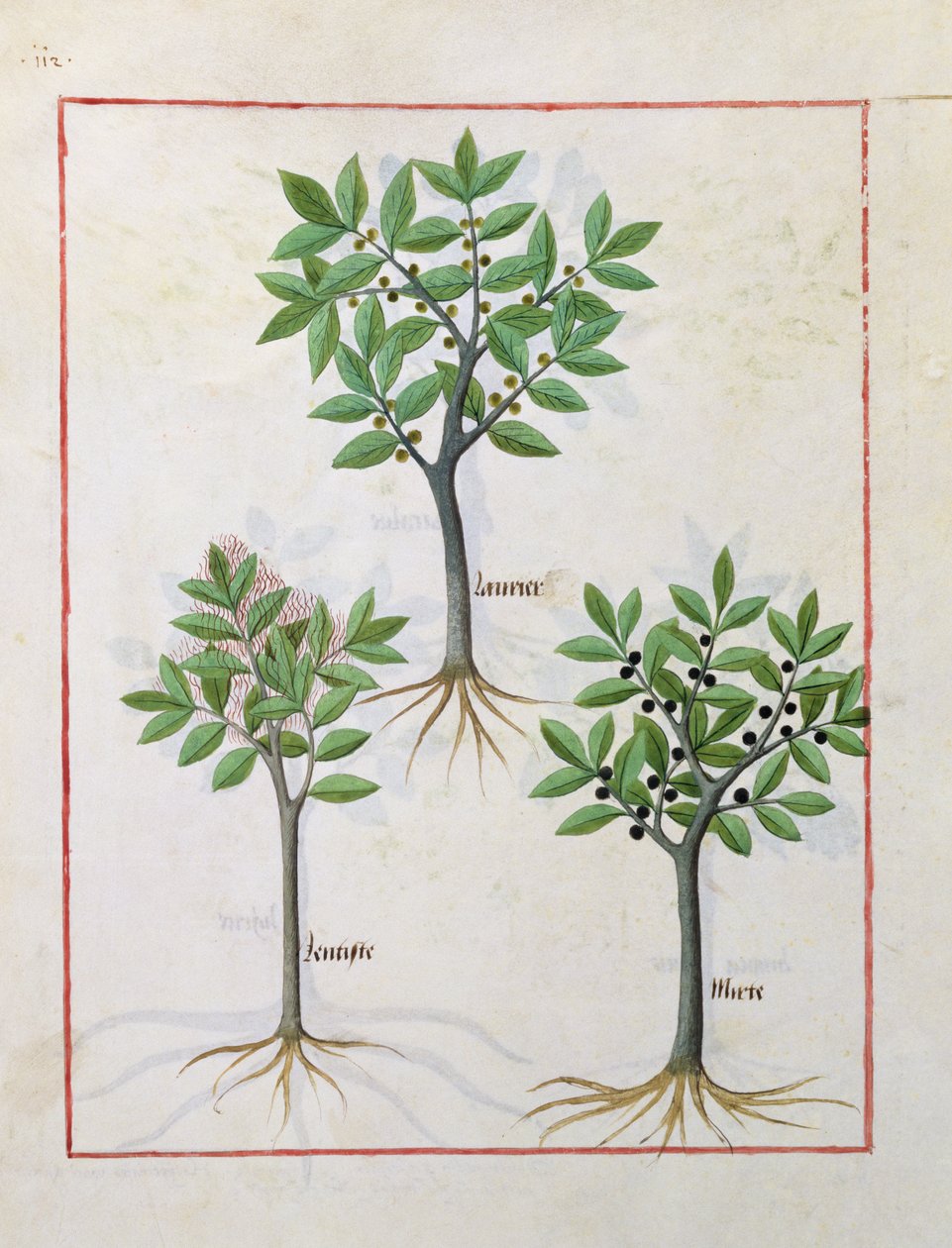 Illustration fra Book of Simple Medicines af Mattheaus Platearius 166v af Robinet Testard