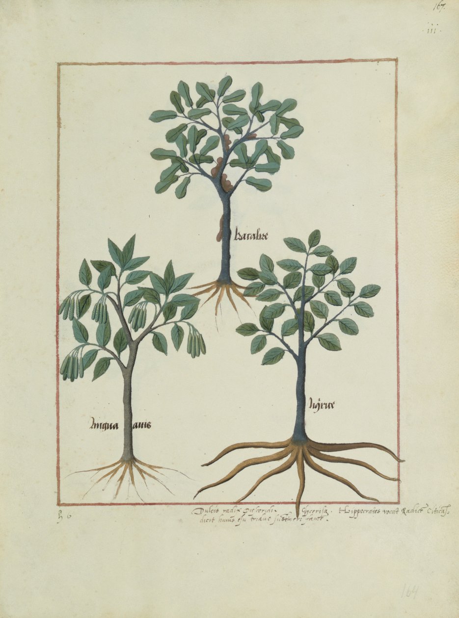 Fru Fr. Fv VI #1 fol.167r Illustration fra Book of Simple Medicines af Mattheaus Platearius (d.c.1161) c.1470 af Robinet Testard