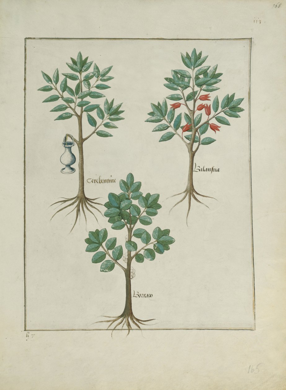 Fru Fr. Fv VI #1 fol.168r Illustration fra Book of Simple Medicines af Mattheaus Platearius (d.c.1161) c.1470 af Robinet Testard