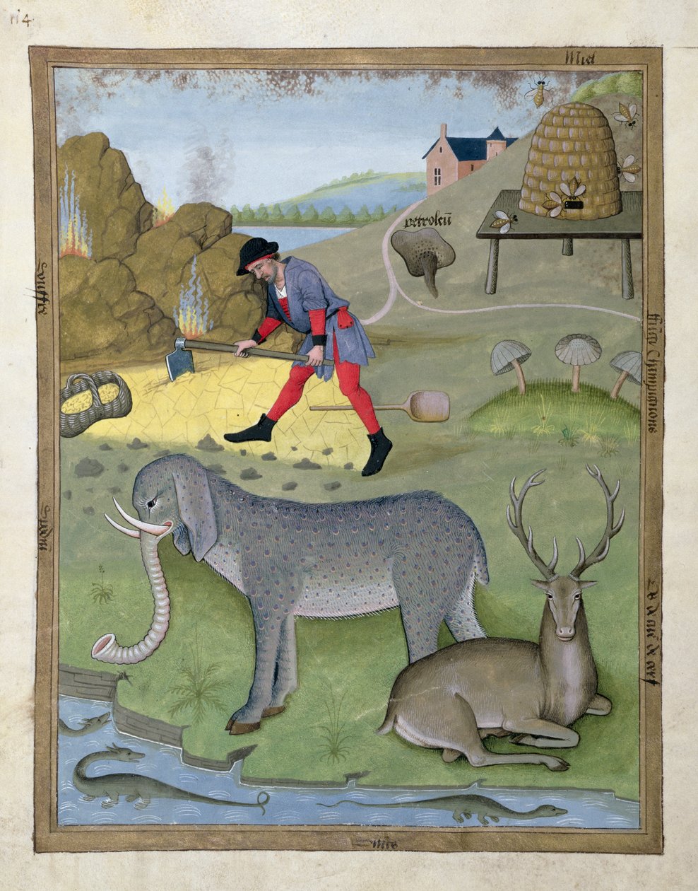 Illustration fra Mattheaus Platearius
