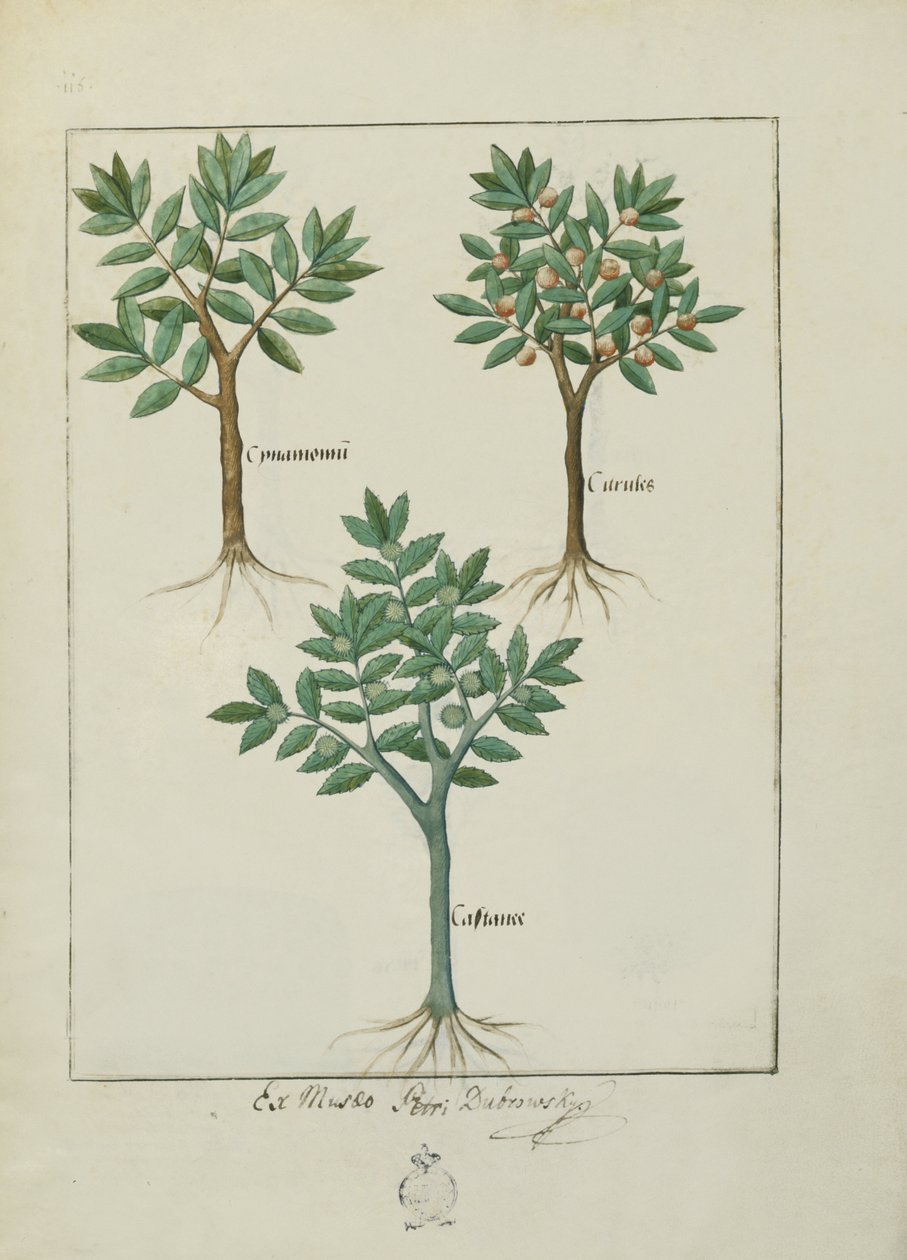 Fru Fr. Fv VI #1 fol.169v Illustration fra Book of Simple Medicines af Mattheaus Platearius (d.c.1161) c.1470 af Robinet Testard