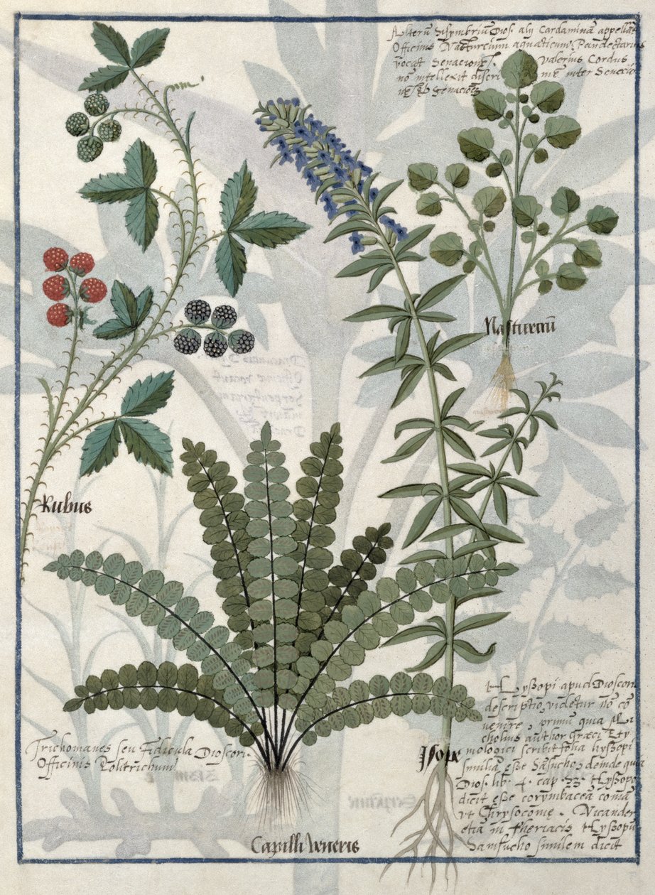 Bregner, Brambles og Blomster, Illustration fra Book of Simple Medicine af Mattheaus Platearius af Robinet Testard