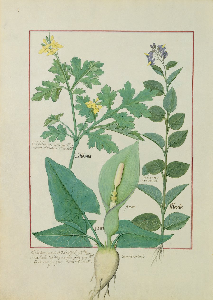 Større celandine eller valmue, Solanum eller Nightshade og Aron, illustration fra The Book of Simple Medicines af Mattheaus Platearius 113v af Robinet Testard
