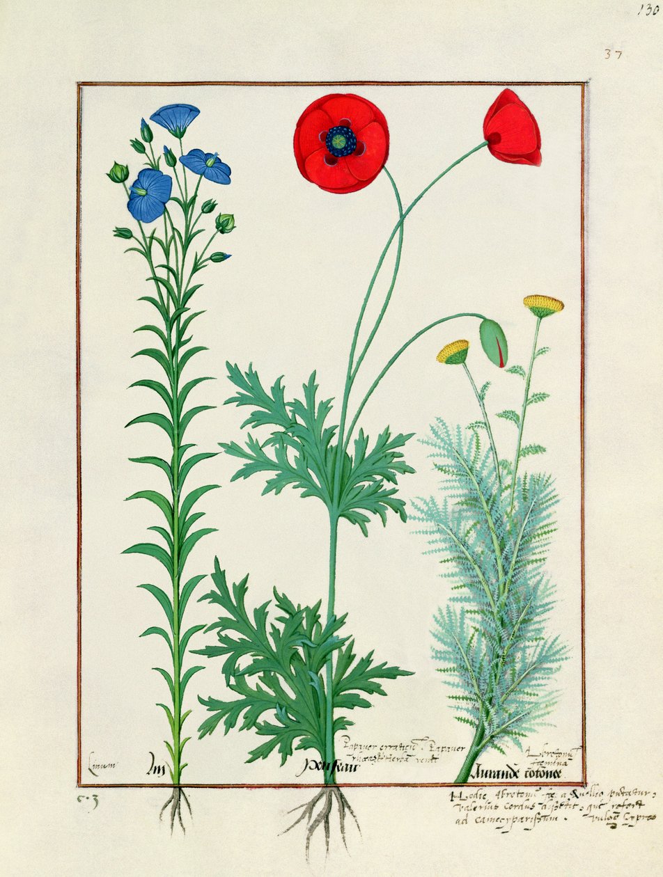 Linum, havevalmuer og Abrotanum, illustration fra The Book of Simple Medicines, af Mattheaus Platearius af Robinet Testard