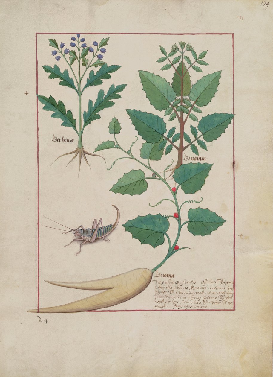 Fru Fr. Fv VI #1 fol.139r Illustration fra Book of Simple Medicines af Mattheaus Platearius (d.c.1161) c.1470 af Robinet Testard