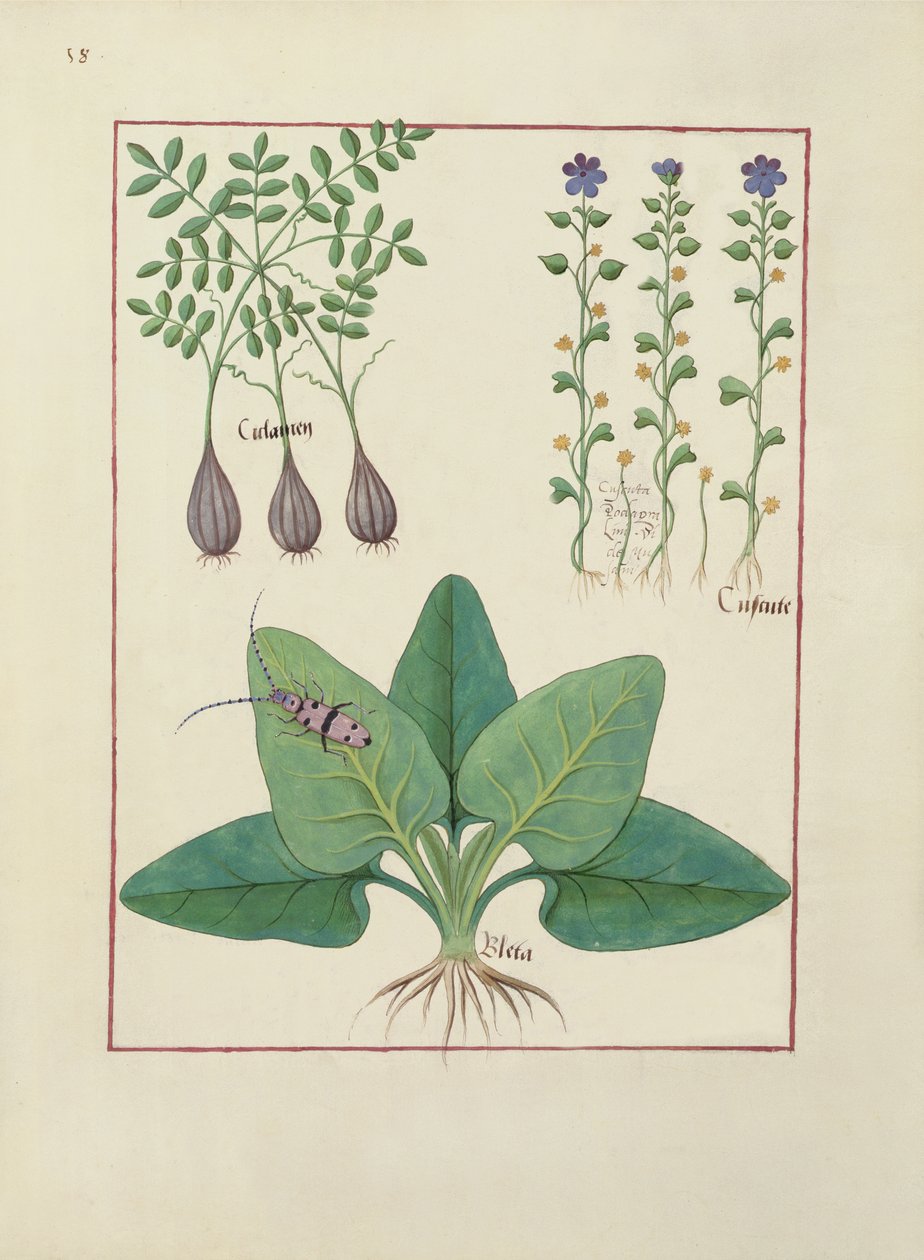 Fru Fr. Fv VI #1 fol. Illustration fra Book of Simple Medicines af Mattheaus Platearius (d.c.1161) c.1470 af Robinet Testard