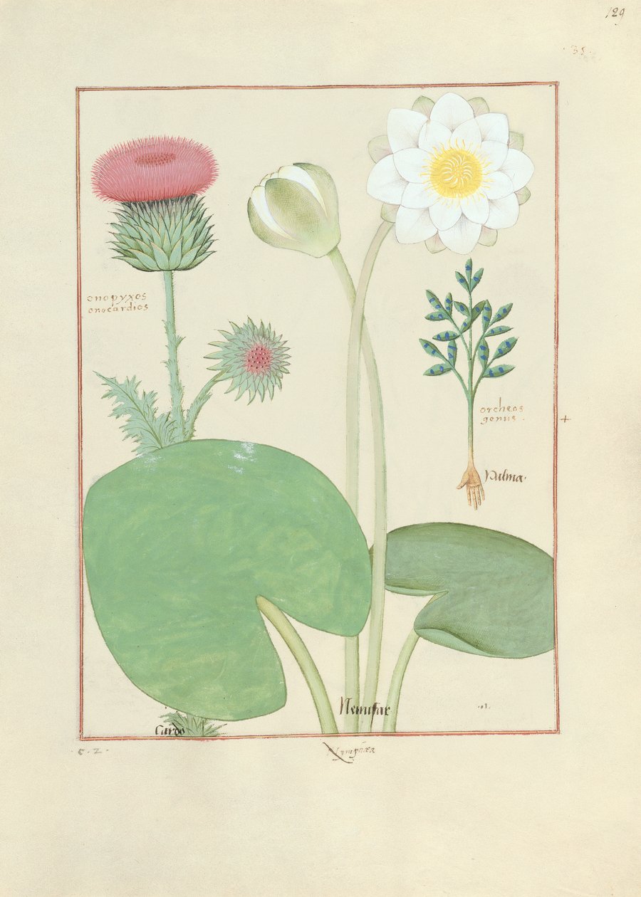 Plumed thistle, vandlilje og ricinus, illustration fra The Book of Simple Medicines, af Mattheaus Platearius af Robinet Testard
