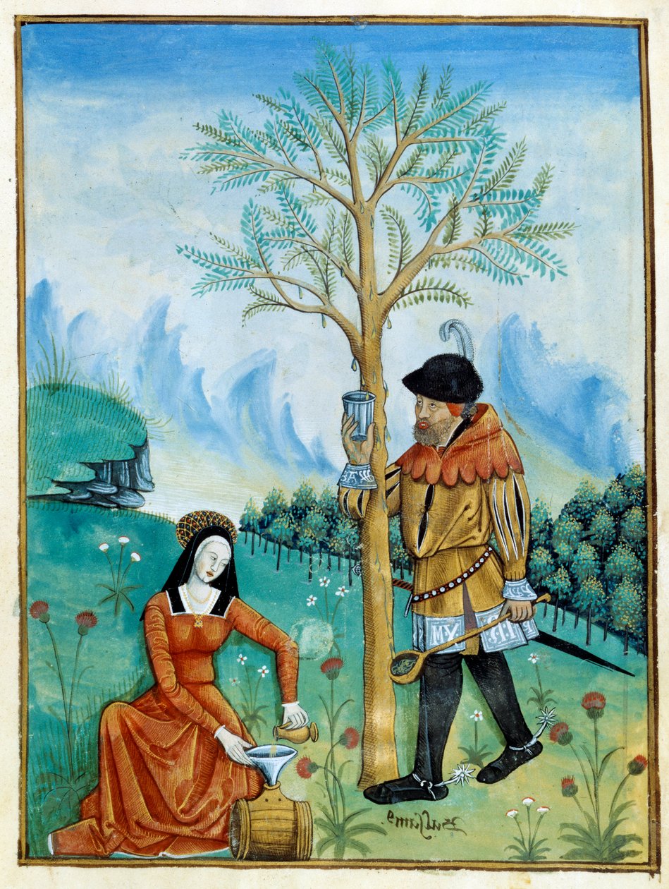 The Balm Recolation. En mand samler harpiksen, eller seven, der flyder fra et træ (Flora: balsamier), der bruges til medicin, mens en kvinde putter det i en tønde. Miniature i "" Book of simple doctors"" (Folio 187v) v.1520-1530. Enlumine fra Testard Tap af Robinet Testard