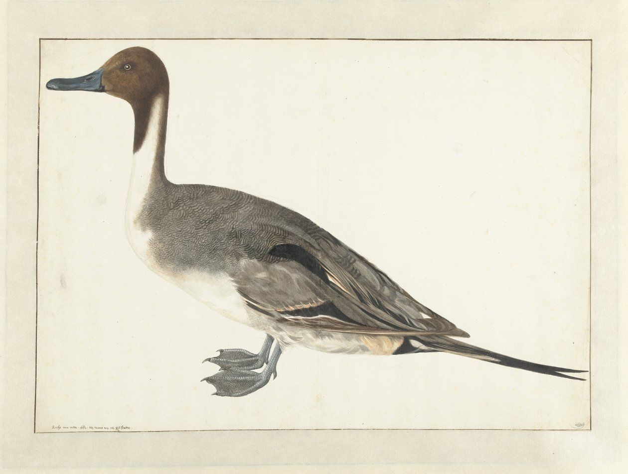 Drake Pintail af Rochus van Veen