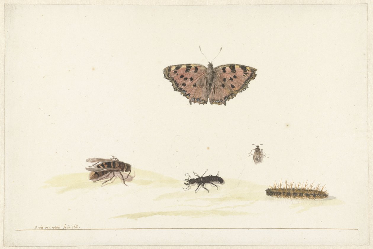 Studieark med forskellige insekter af Rochus van Veen