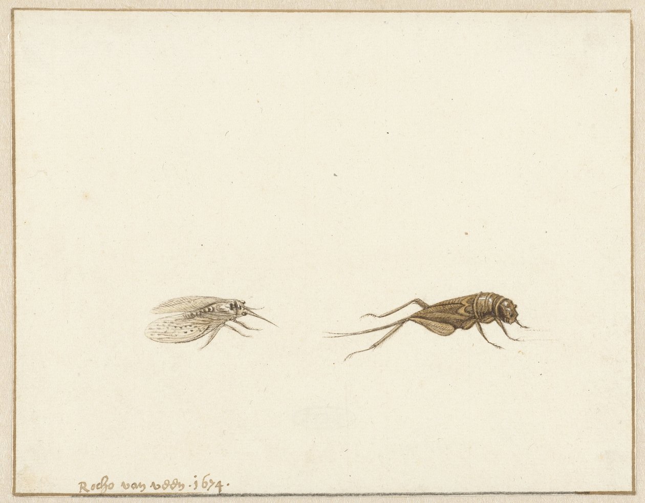 To insekter af Rochus van Veen
