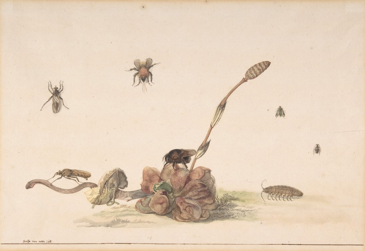 Forskellige insekter af en svamp, 1681. af Rochus van Veen