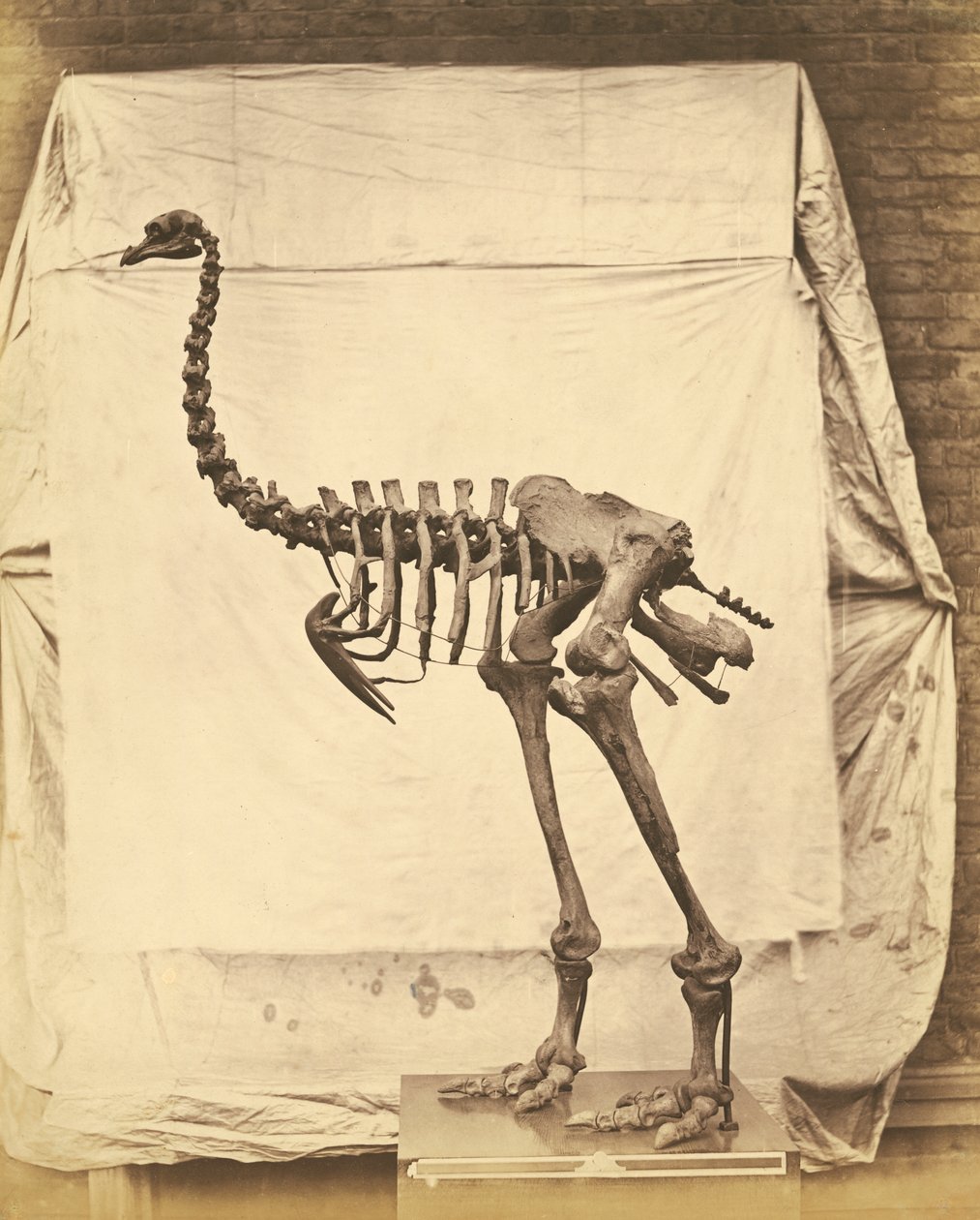 Dinornis Elephantopus Dinosaur af Roger Fenton