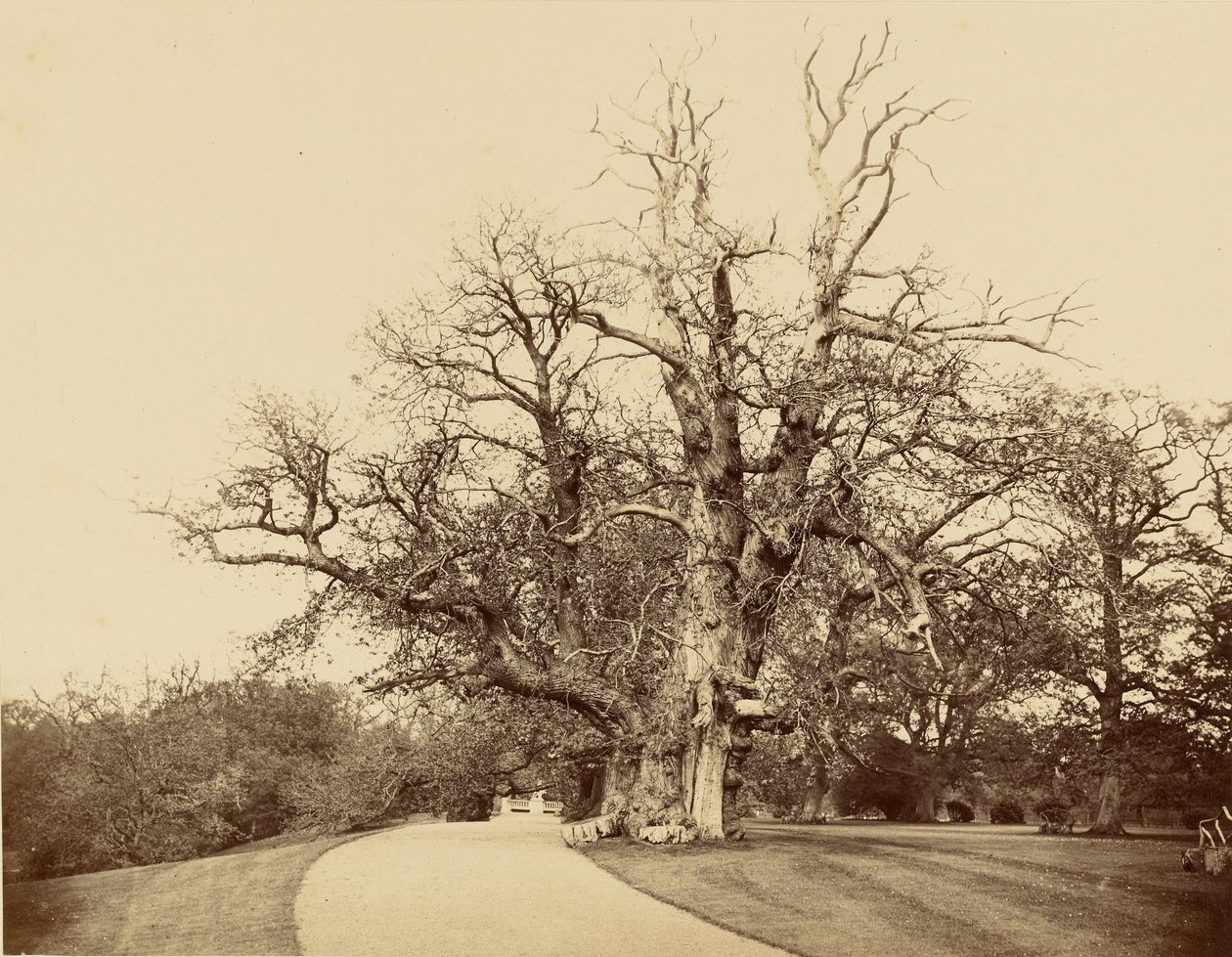 [Studie af træ og indkørsel] af Roger Fenton