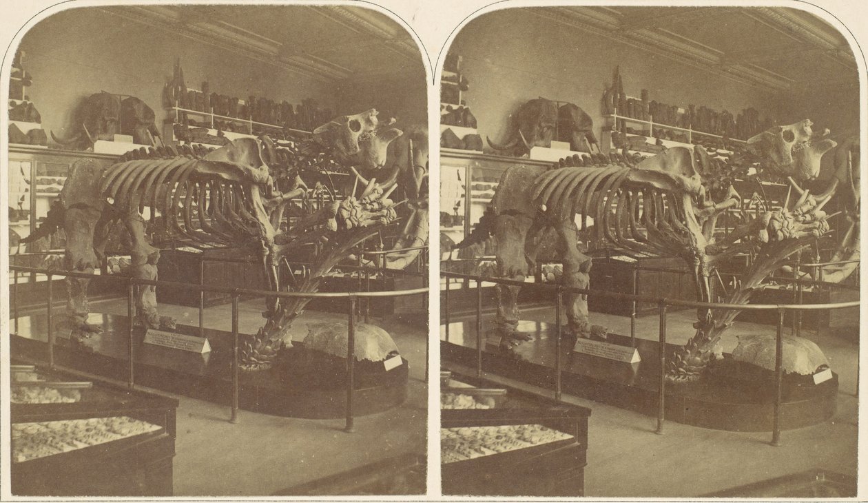 The Megatherium, British Museum, 1850