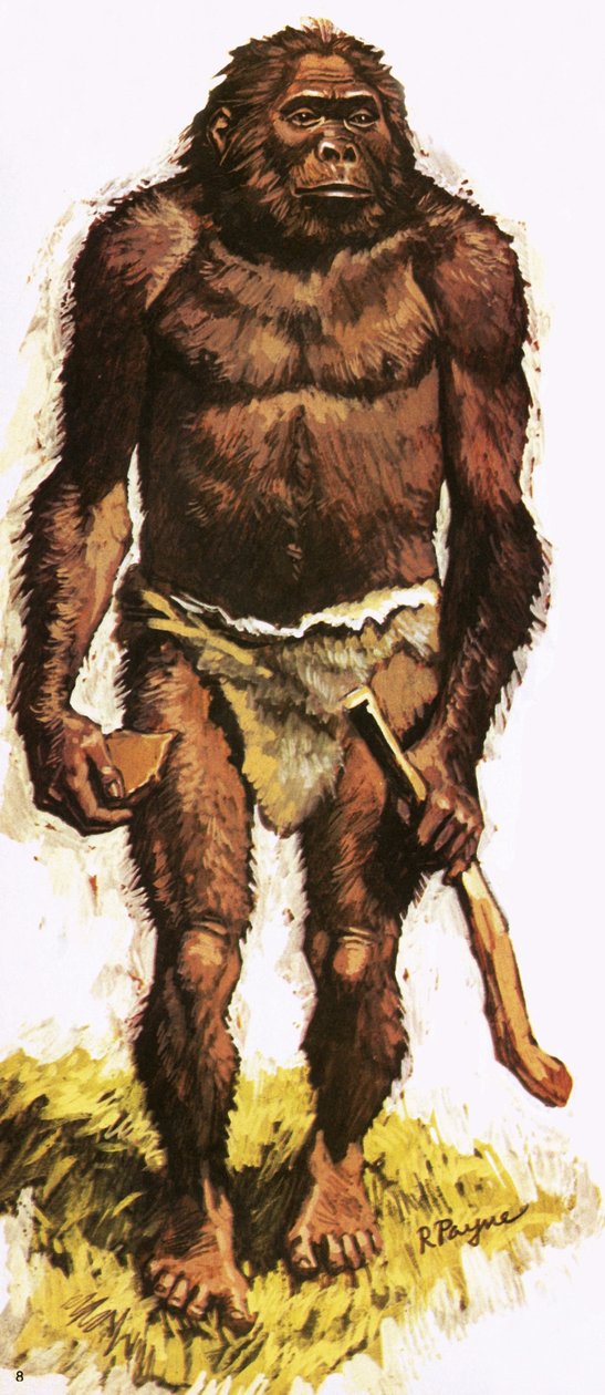 Det forhistoriske menneske af Roger Payne