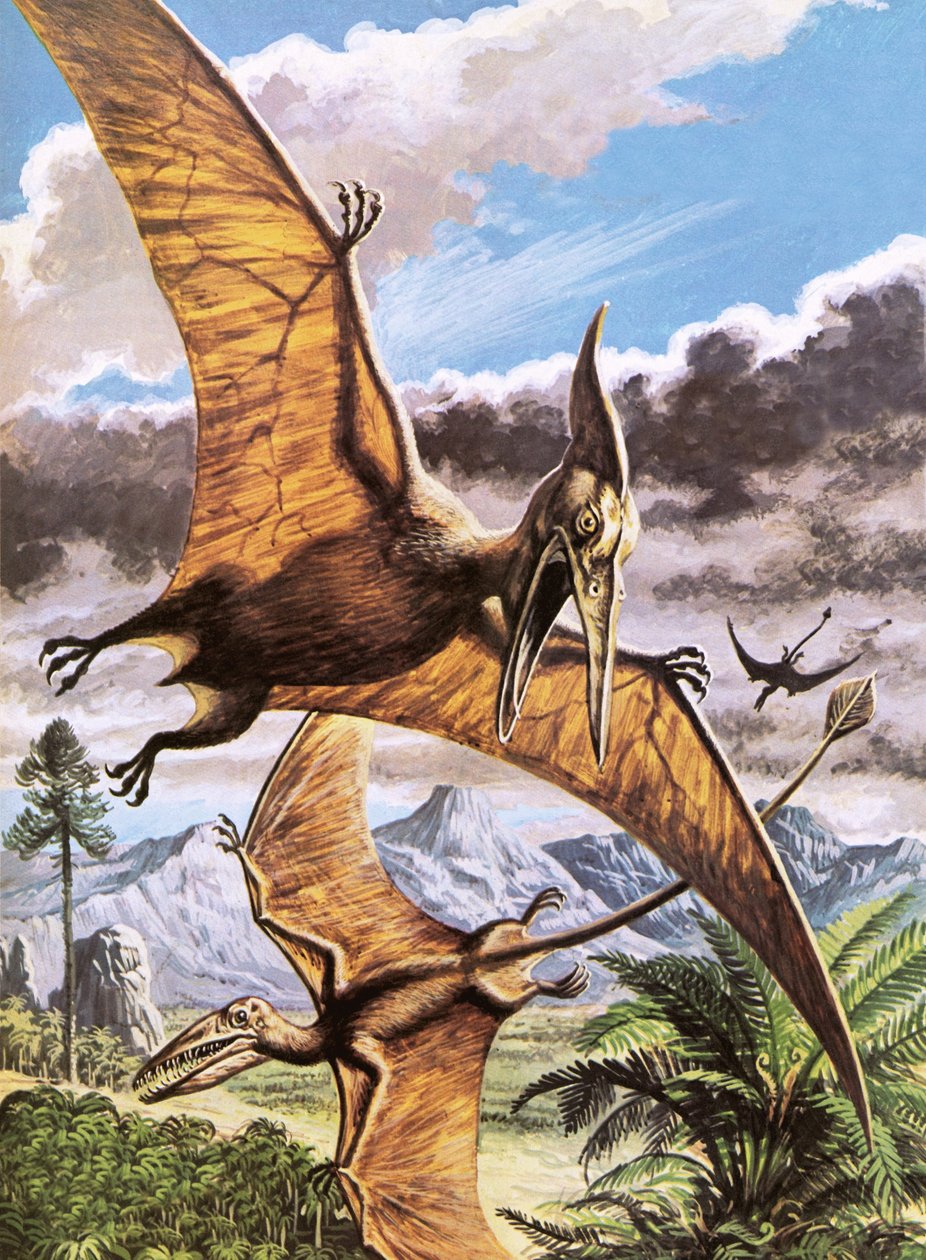 Pteranodon (øverst) og Rhamphorhynchus (nederst) af Roger Payne