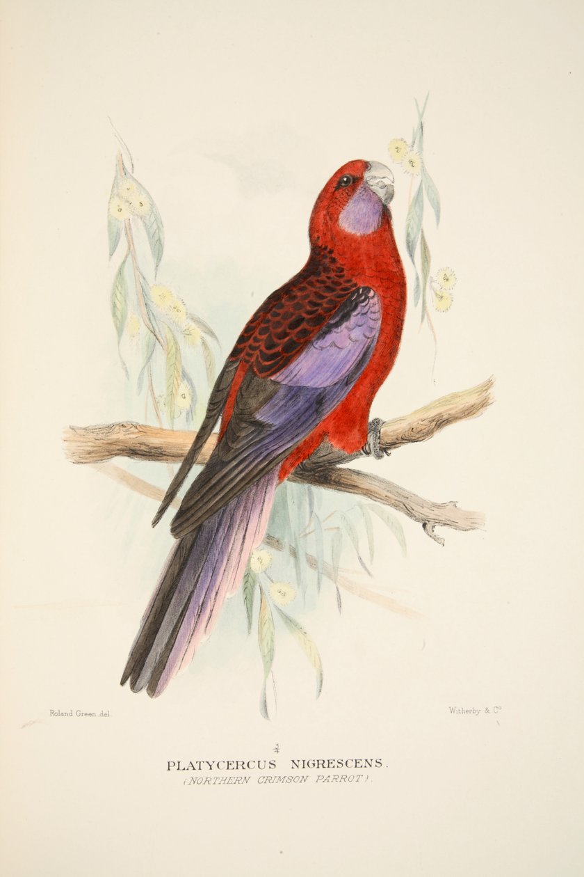 Northern Crimson Parrot, pub. 1916 håndfarvet gravering. af Roland Green