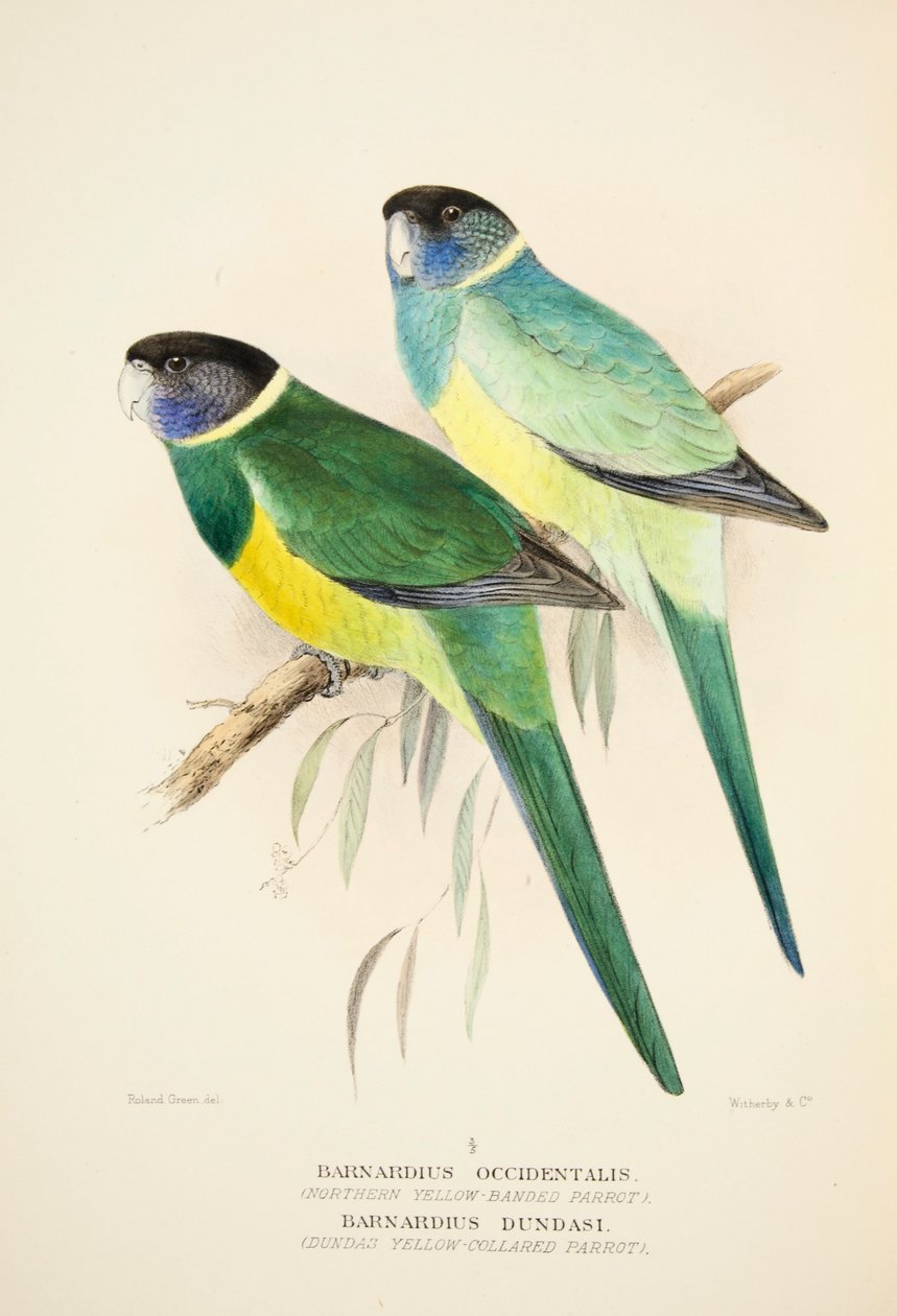 Northern Yellow Banded Parrot og Dundas Yellow Collared Parrot, pub. 1916 håndfarvet gravering af Roland Green
