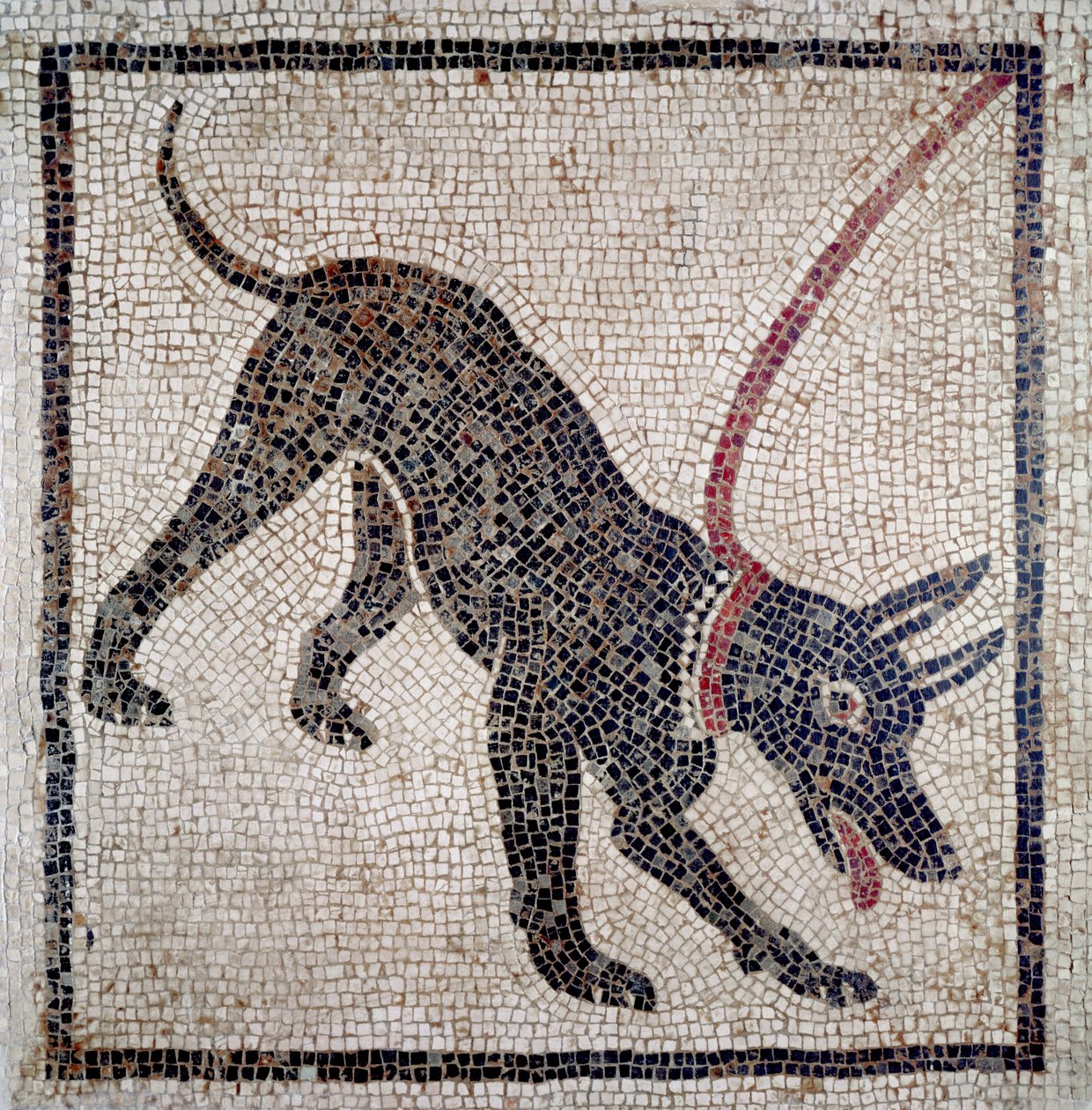 Hund i snor, fra Pompeji (mosaik) af Roman