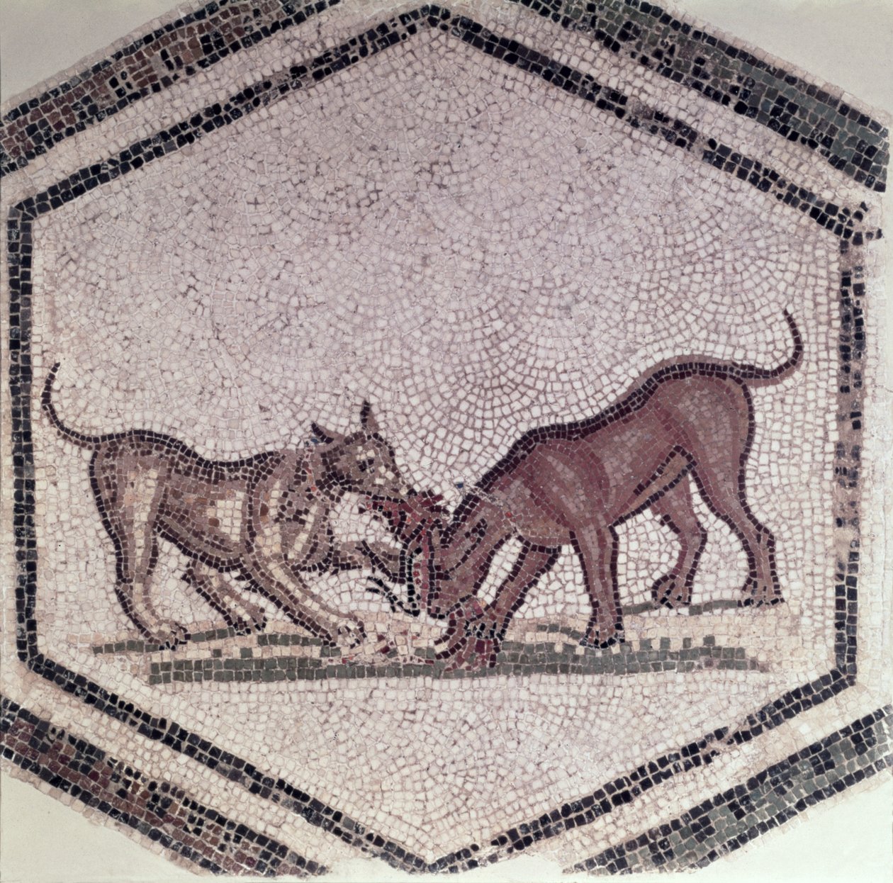 Hunde, der kæmper for en fugl, romersk, 2.-3. århundrede (mosaik) af Roman