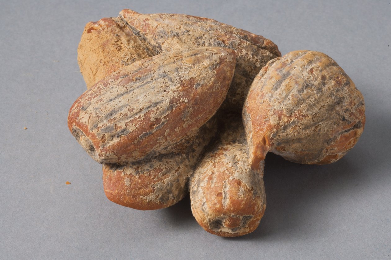 Figner og mandler (hellenistisk rav) af Roman Period Egyptian