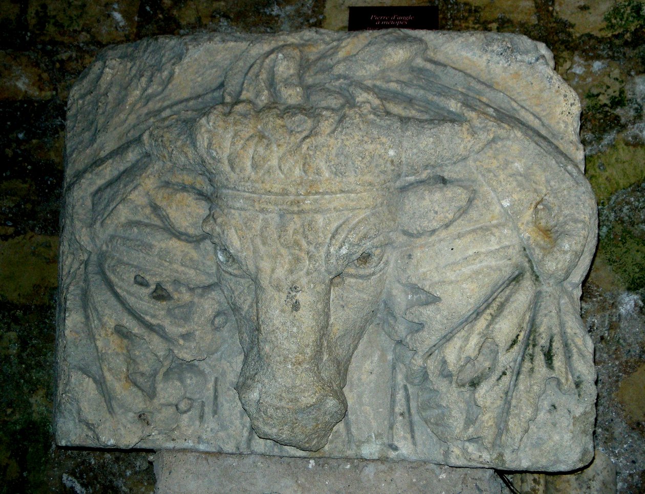 Hovedet af en tyr af Roman
