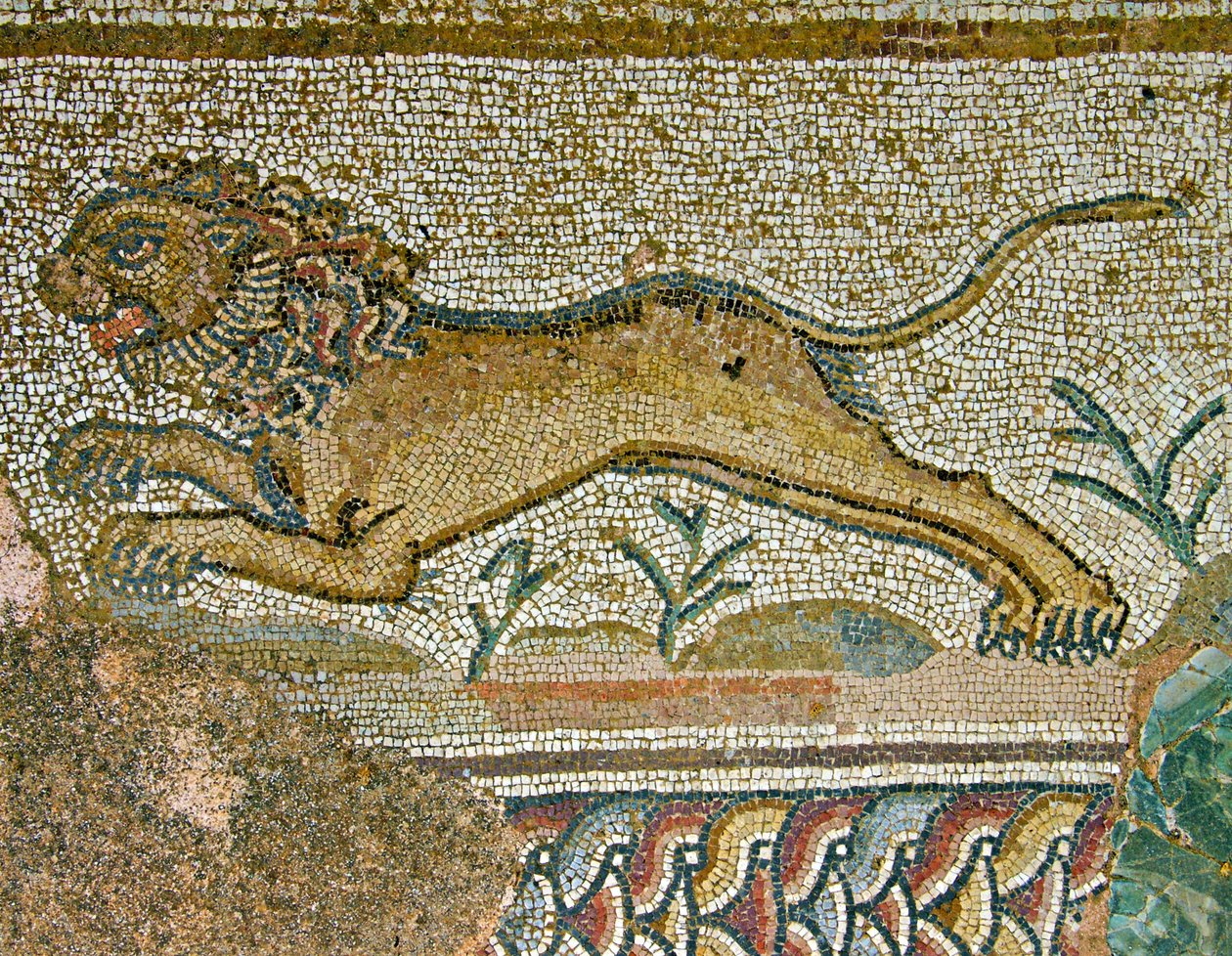 Jagtscene, detalje af en løve, House of Dionysos, Paphos, Cypern mosaik af Roman