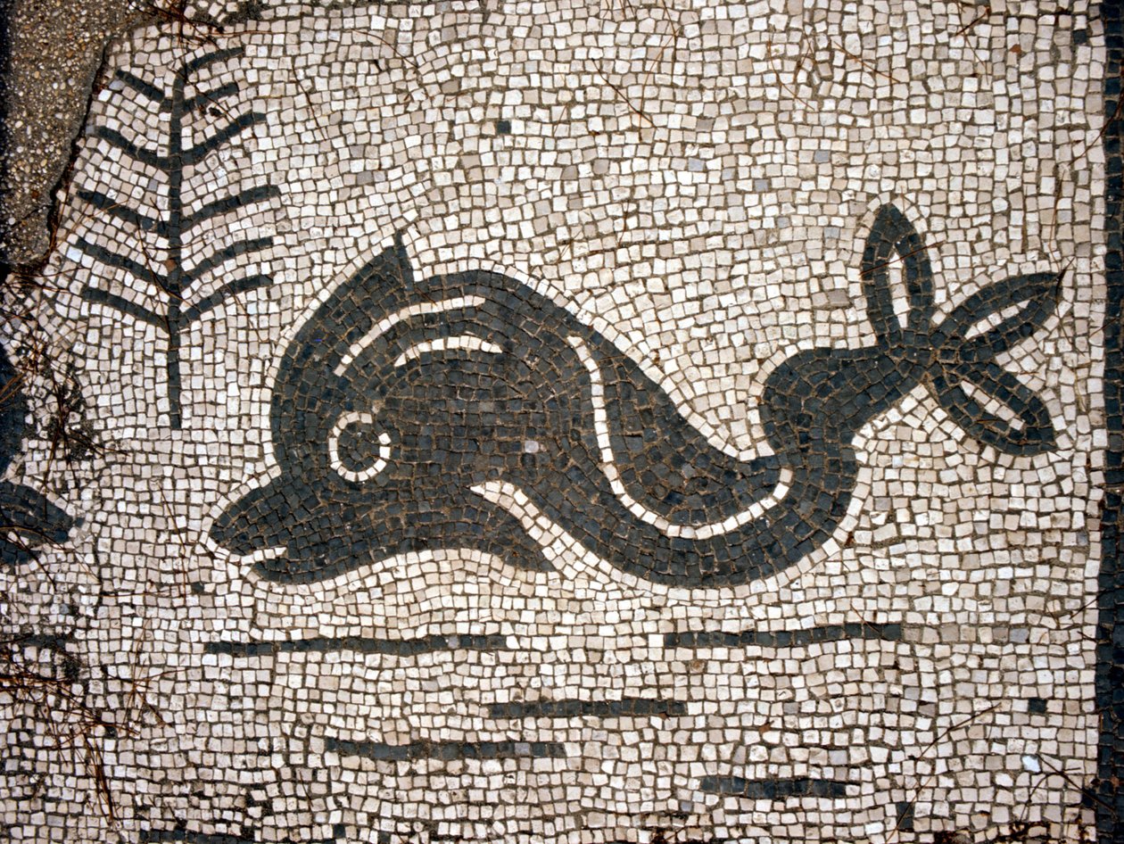 Repræsentation af en delfin efter en mosaik på pladsen i Corporazioni of Ostia (Ostia) antica. af Roman