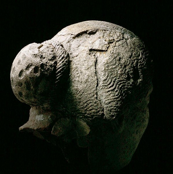 Set bagfra af en kvindes hoved, 2. eller 3. århundrede e.Kr. (gips) (se også 270971-973) af Roman Period Egyptian