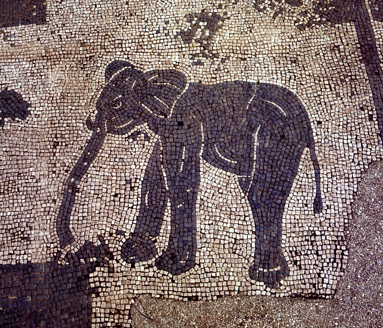 Gamle Ostia (Ostia). Place des Corporations. Mosaik af Sabratha Seafarers Corporation. af Roman Roman