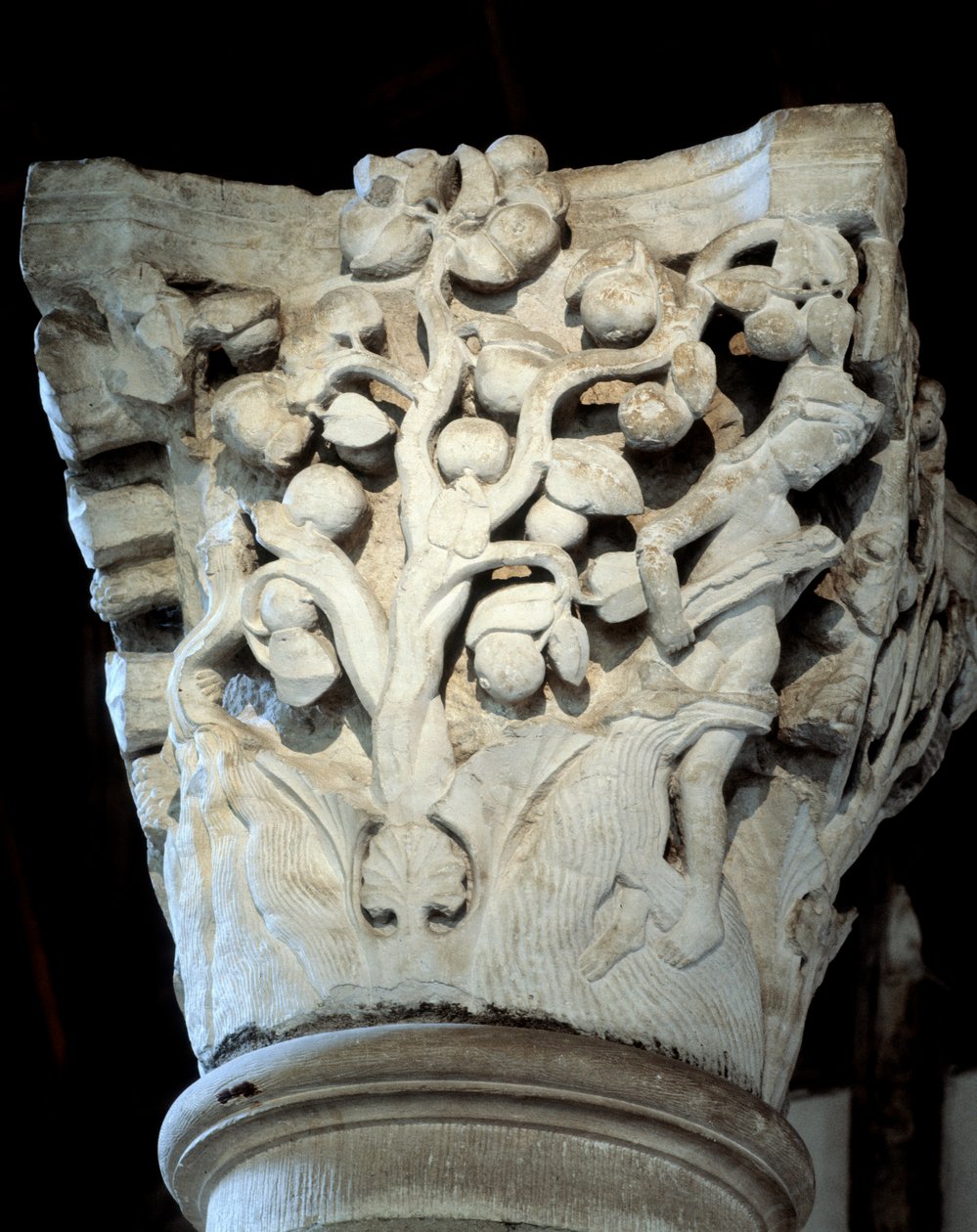 Paradis: et figentræ og et æbletræ, hovedstaden i koret (skulptur af Romanesque