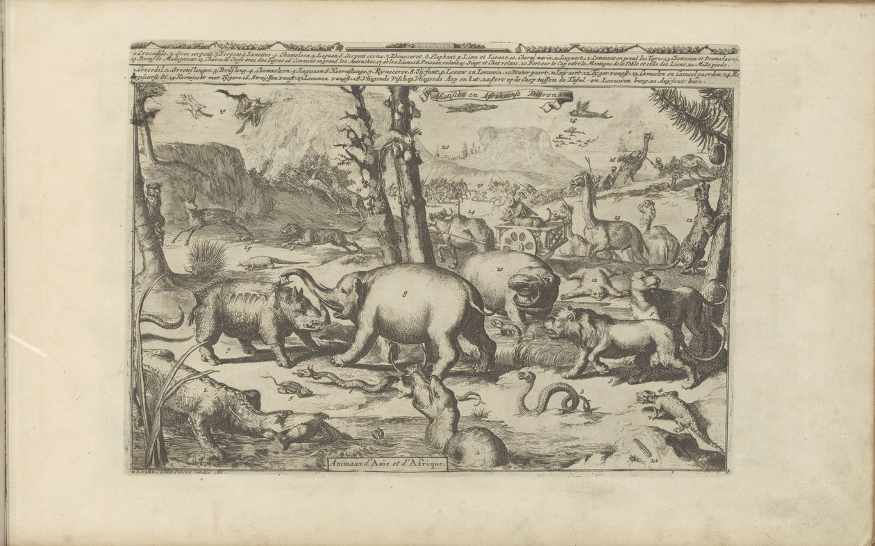 Aziatische en Afrikaanse dieren Aziatische en Afrikaanse dieren / Animals of Asia and Africa (titel på objekt) Øst- og Vestindien og andre steder (serietitel) af Romeyn de Hooghe