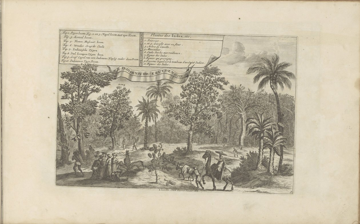 Bomen en specerijen Indiske planter, etc / Indiaensche kruyden, etc (titel på objekt) Øst- og Vestindien og andre steder (serietitel) af Romeyn de Hooghe