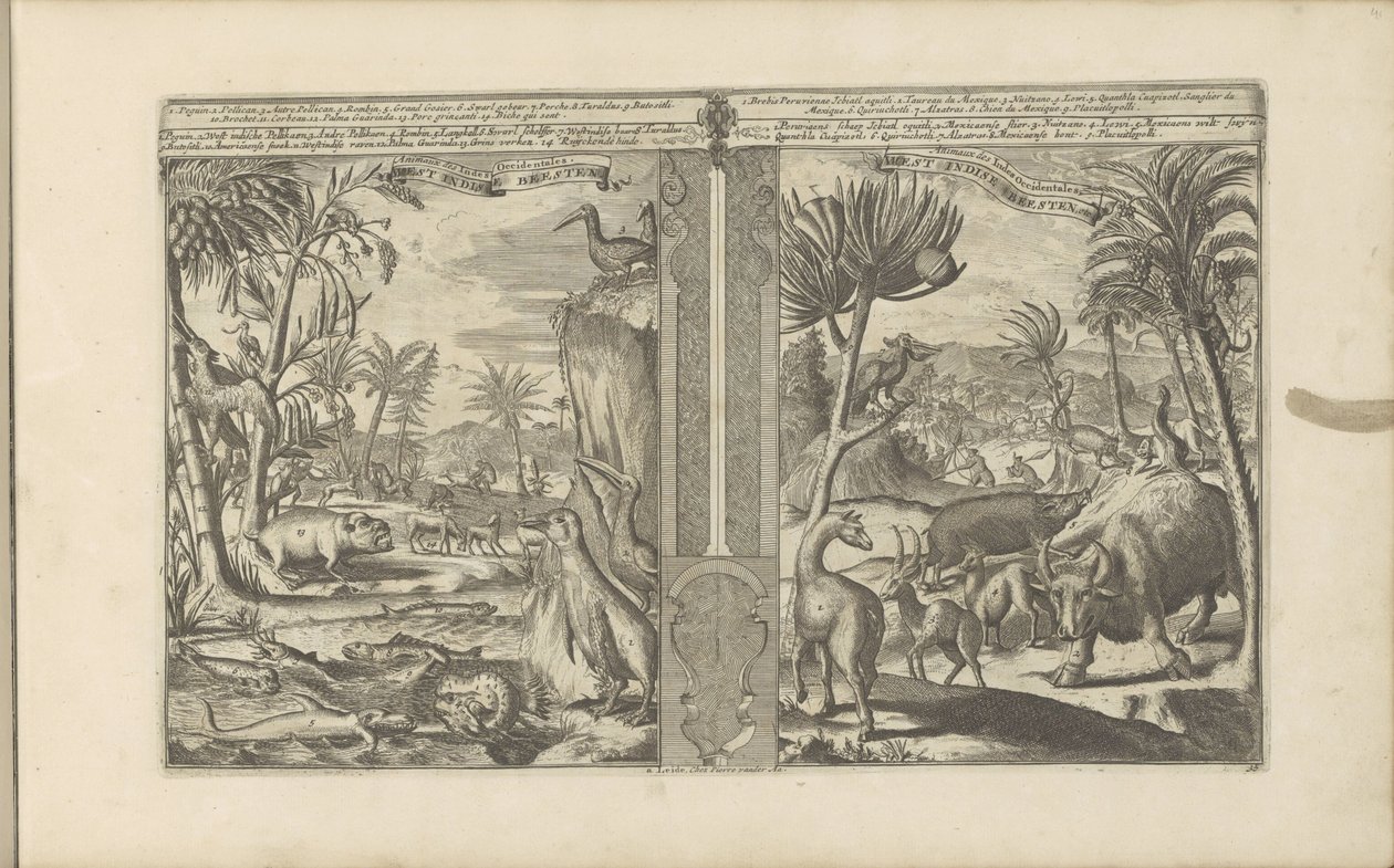 Dyren fra Vestindien West Indische Beesten / Dyr i Vestindien (titel på objekt) Øst- og Vestindien og andre steder (serietitel) af Romeyn de Hooghe
